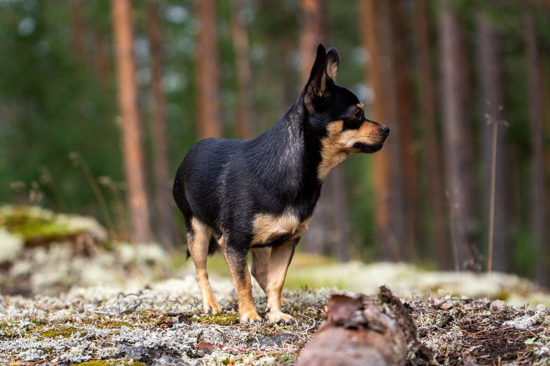 Hur planerar man en lyckad utflykt med hunden?
