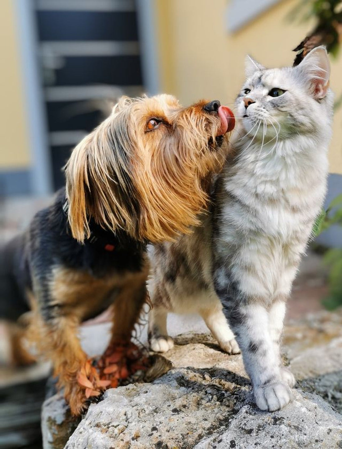 Pälsvård på våren och hösten - så hjälper du din hund eller katt under fällningen