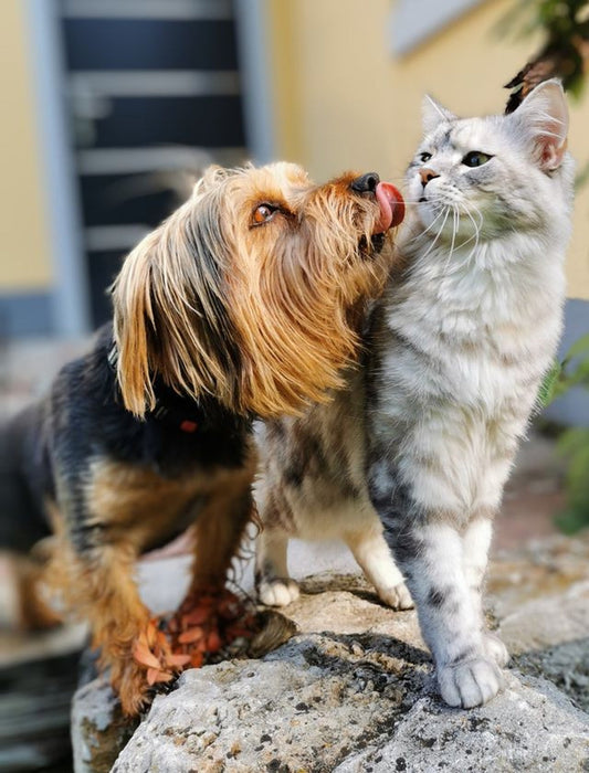 Pälsvård på våren och hösten - så hjälper du din hund eller katt under fällningen