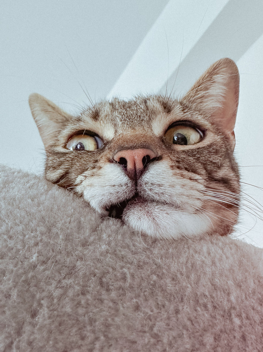 Ett kattspel för nyfikna